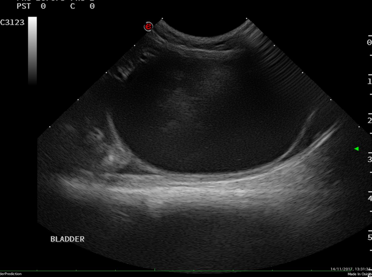aspire_ucs's tweet photo. Another 'Spot the Free Fluid' image!
We still have a few places left on our RVN Point of Care Ultrasound Courses - so if you fancy developing your clinical skill set to include point of care ultrasound, check out our website.
https://t.co/rXksWff4ER https://t.co/3DLaNTvvhC