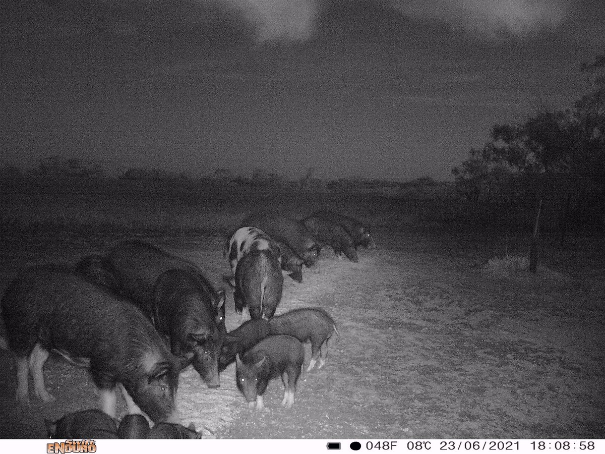midlands_group's tweet photo. Are these pests impacting your operation? This harvest, the MBG is calling for reports of any crop damage caused by pests. 

Your reports direct our activities and can aid in successfully applying for funding to fight these pests. Let us know via https://t.co/L7WhTNFIWB https://t.co/vp2iJv7F4N