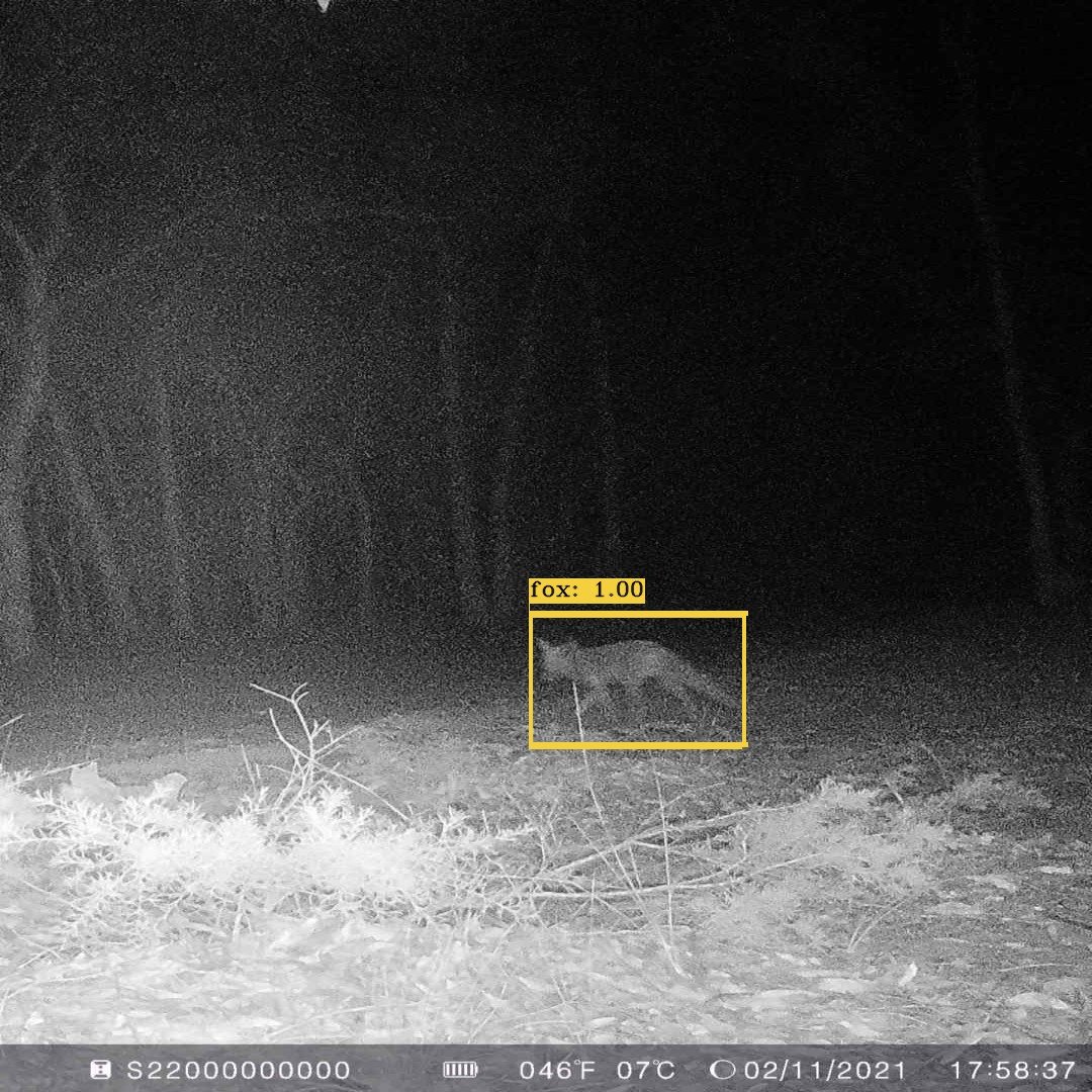 midlands_group's tweet photo. We have some amazing new cameras thanks to funding from the State Gov to develop of a sophisticated camera trap network in the northern agricultural zone of WA (https://t.co/j8hhaSJRXl).  
The cameras use AI tech to identify specific animals - recent photos below! @westauscanids https://t.co/hOC2U4PG48