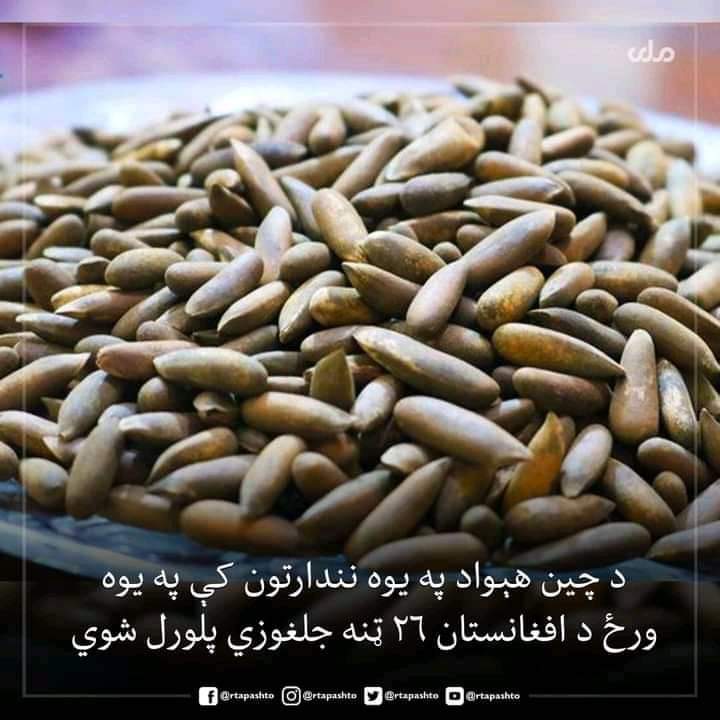 عالي خبر 
د افغانستان ۲۶ ټنه جلغوزي د چین هیواد په یوه نندارتون کې په یوه ورځ پلورل شوي.