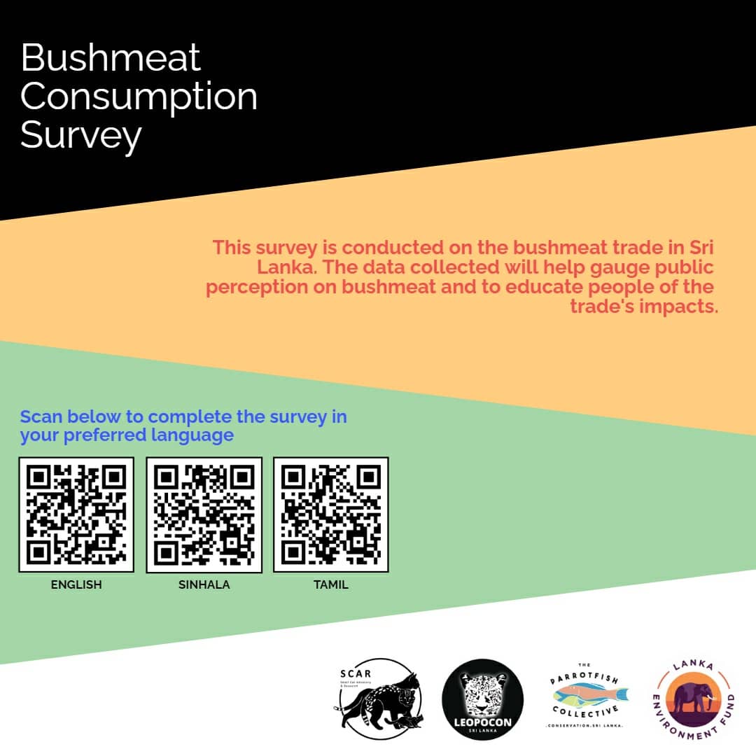 Please do fill out the survey and help us do better conservation. Say no to bushmeat. @smallcatadvo @lankaenvirofund 
English Survey Link: docs.google.com/forms/d/e/1FAI… 

Sinhala Survey Link: docs.google.com/forms/d/e/1FAI… 

Tamil Survey Link: 
docs.google.com/forms/d/e/1FAI… 
#lka #saynotobushmeat