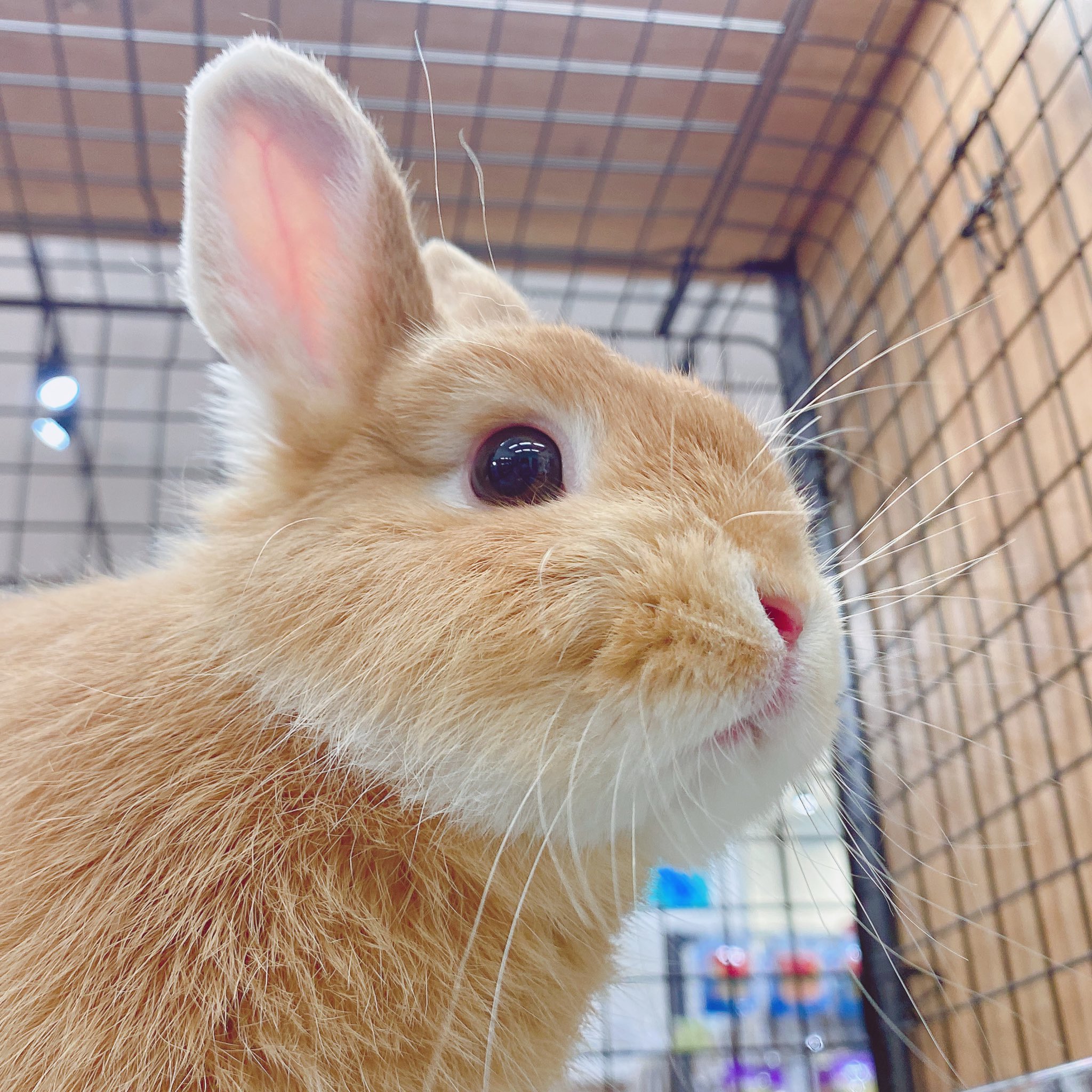 うさぎのしっぽレイクタウン店さんはtwitterを使っています うさちゃんって下から見ると可愛さ倍増なんです 最後の子クセ強いなぁ うさぎのしっぽ うさぎのいる暮らし うさぎ好きさんと繋がりたい うさぎ かわいい 癒し 口