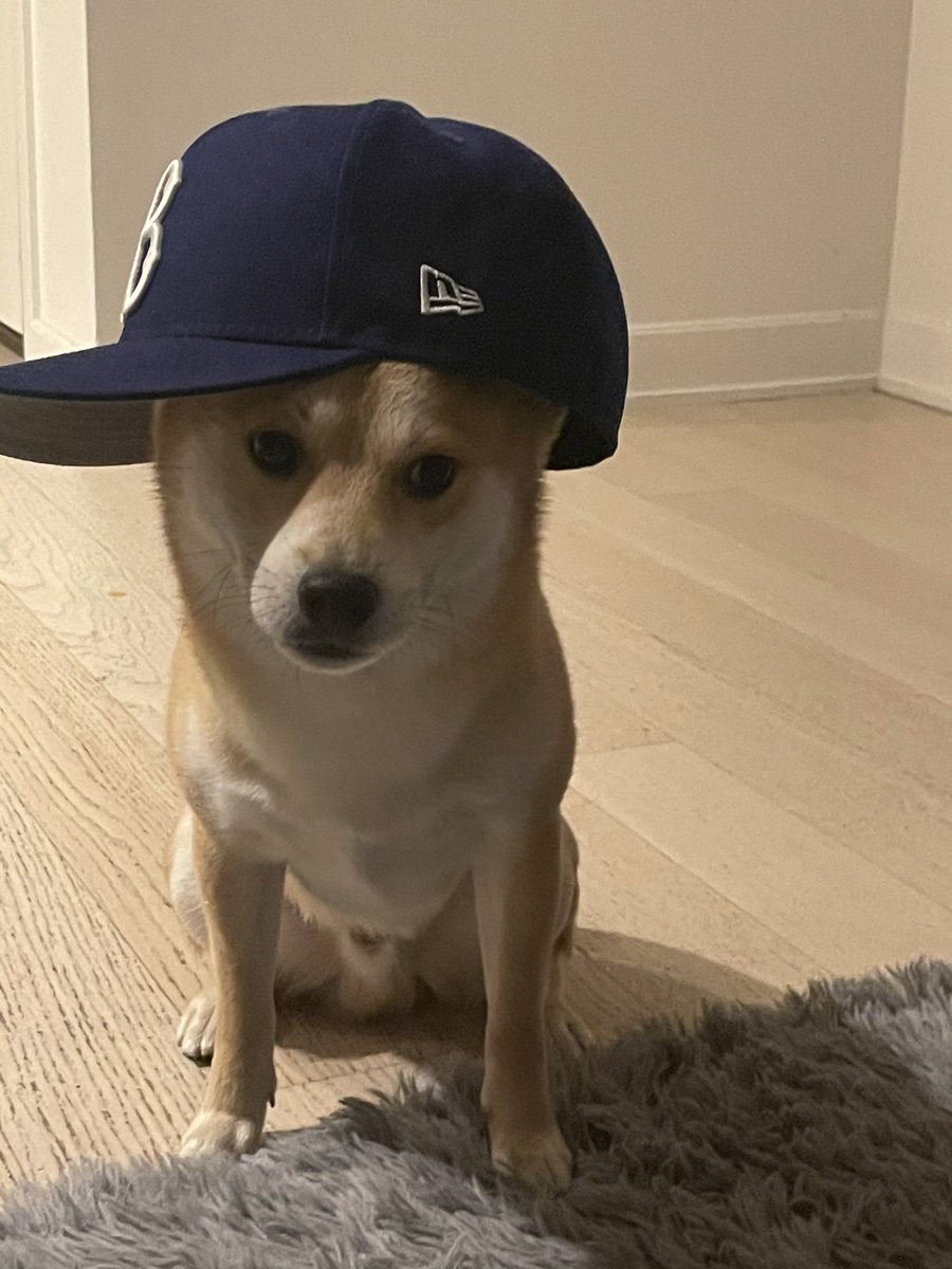 Pay3God's tweet photo. $shib https://t.co/HS3jNS8qMX
