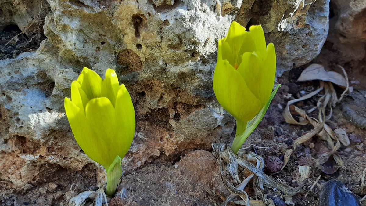 Yuval Sapir (@yuval_sapir) on Twitter photo Sternbergia clusiana (חלמונית גדולה) in <a href="/TelAvivUni/">Tel Aviv University</a> #TAUbotanicgarden <a href="/LifeSciense/">Lifescience</a> Sternbergia clusiana (חלמונית גדולה) in <a href="/TelAvivUni/">Tel Aviv University</a> #TAUbotanicgarden <a href="/LifeSciense/">Lifescience</a>