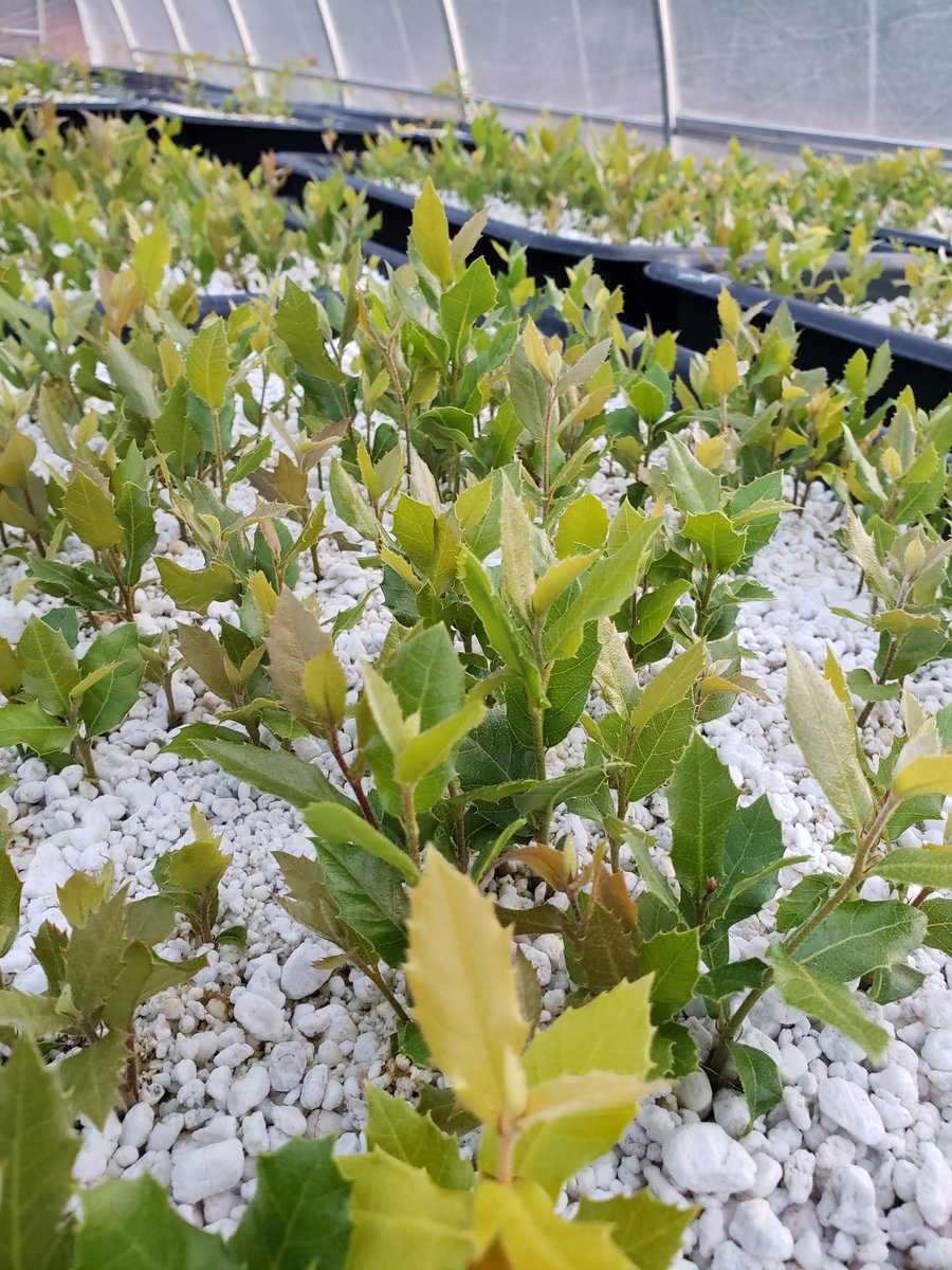 AlpineTruffle's tweet photo. Holly Oak (Quercus ilex) germination April 2021.
#alpinetruffle #trufflecultivation #truffletree #hollyoaks #tubermelanosporum https://t.co/F0ikdyKVhU