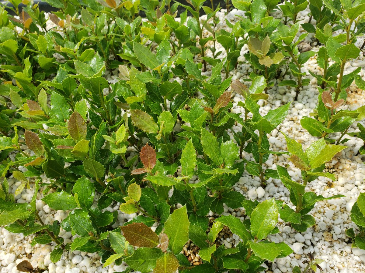 AlpineTruffle's tweet photo. Holly Oak (Quercus ilex) germination April 2021.
#alpinetruffle #trufflecultivation #truffletree #hollyoaks #tubermelanosporum https://t.co/F0ikdyKVhU