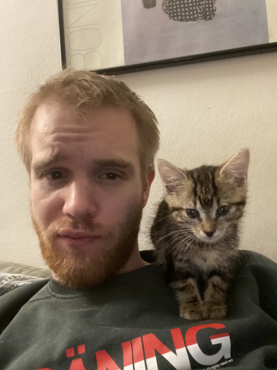 LilMeAndMyCat's tweet photo. Presenting my new gal #teamcats #kitten #CatsOfTwitter https://t.co/PaW59wBVcf