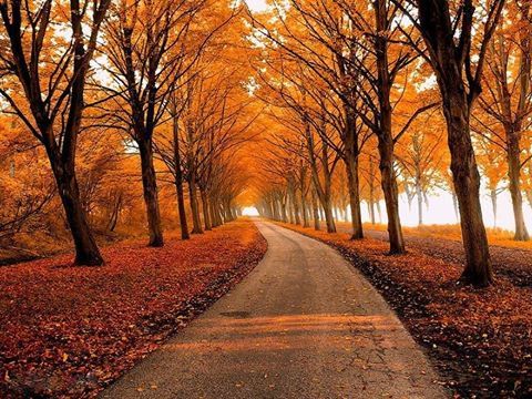 'Yeni yapraklar çıkabilsin diye eski yaprakları temizler hüzün. Üzülme, sonbahar serttir Ama sonu aydınlıktır.' - Mevlana