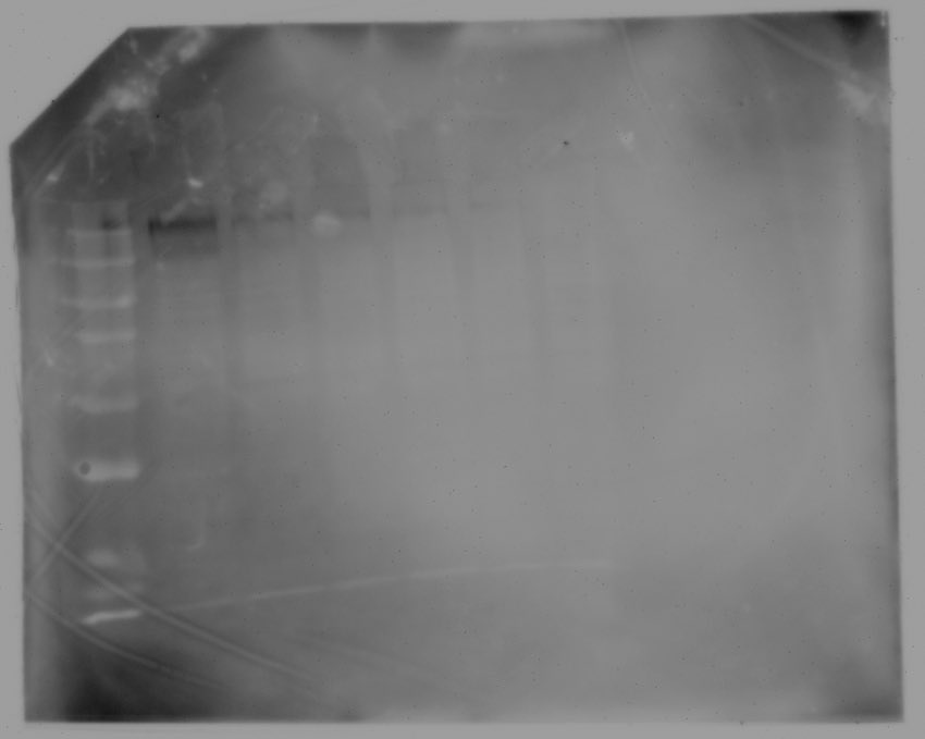 Oded Rechavi tweet media