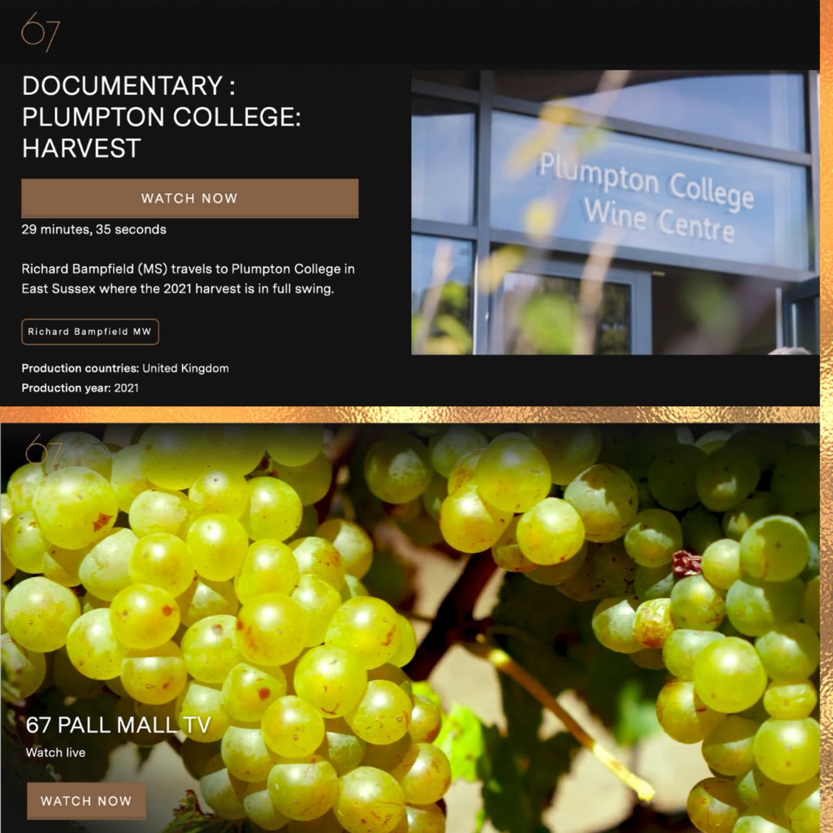 PlumptonWine's tweet photo. ⭐️⭐️When 67 Pall Mall TV &amp; Richard Bampfield MW 🎬🎥came to film with us “A year at Plumpton” here is episode one and it’s brilliant if we may say so 🤩🙌🤩 #tv #education #indepth #studywithus #episodeone #wine #viticulture #harvest #winemaking ☝️link in bio ☝️ https://t.co/d8VGUt37ZT