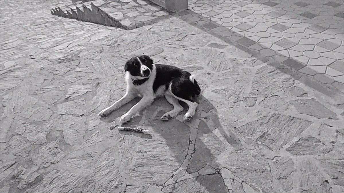 ribes_ro's tweet image. Curro🙏❤️