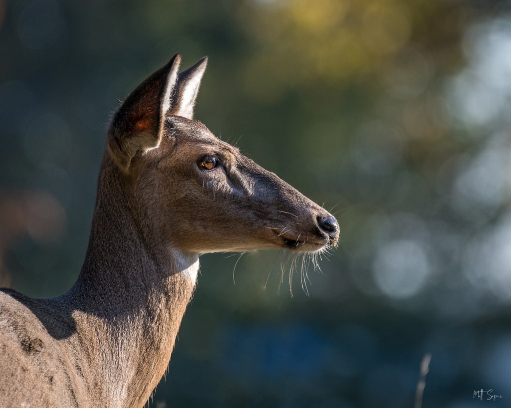 m_r_soper's tweet photo. Fixed Attention | Whitetail Deer
...
#deer #whitetaildeer #naturalmichigan #michiganoutdoors #michiganwildlife #wildlifephotography #wildlife_shots #naturephotography #puremichigan #nikonphotography #nuts_about_nature #nikonnofilter #ishootraw #kelbyonepics #nanpapix https://t.co/SJCLf9FKPL