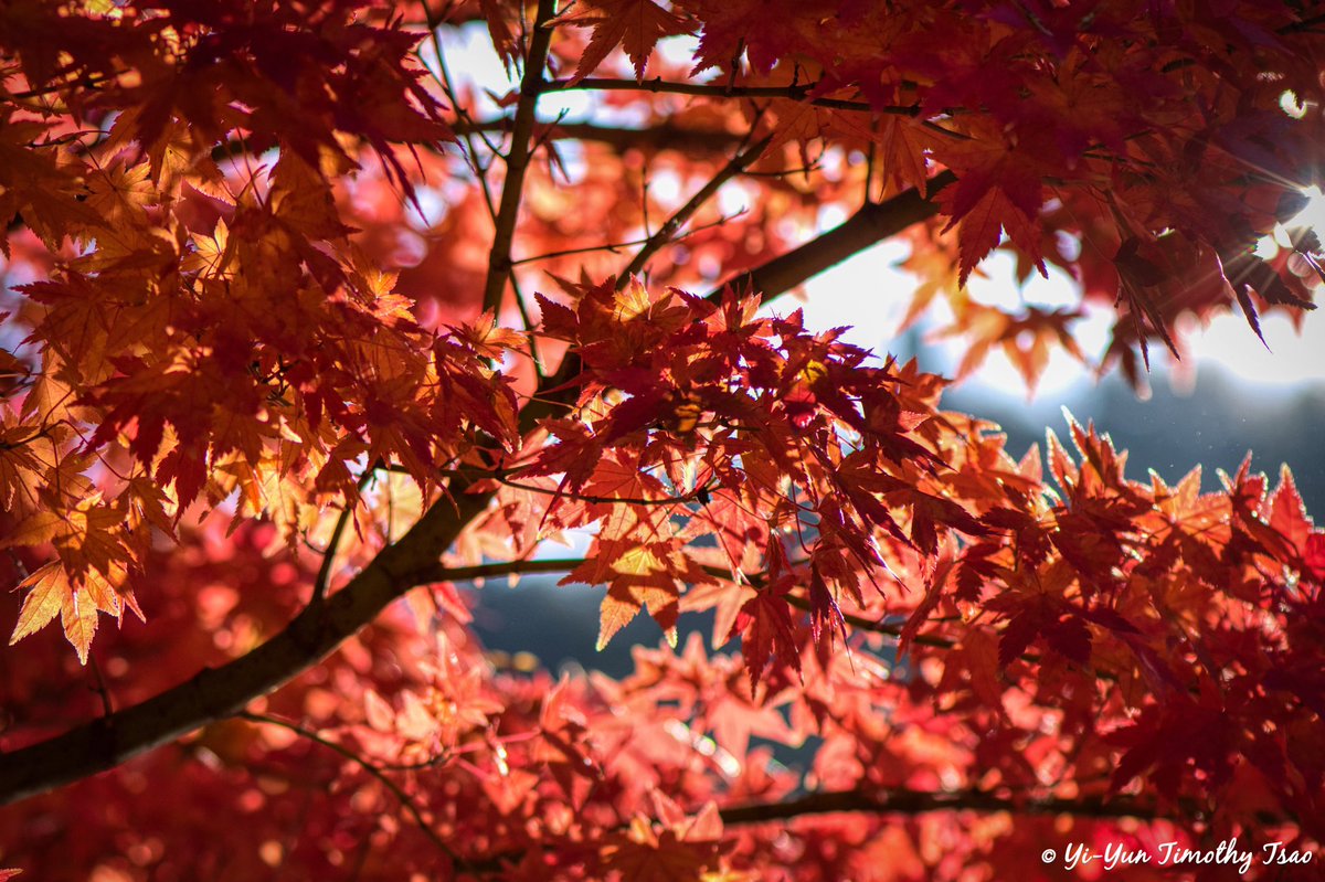 Autumn. 

#folliage #fall #autumn #nature #plantsmakepeoplehappy  #urbanjungle #autumnvibes #leaves #fallcolors #autumn #flowers #naturephotography #plants #crazyplantlady #flauntyourleaves  #love #plantmom #plantstagram  #beautiful #forest #plantsplantsplants  #autunno  #colors