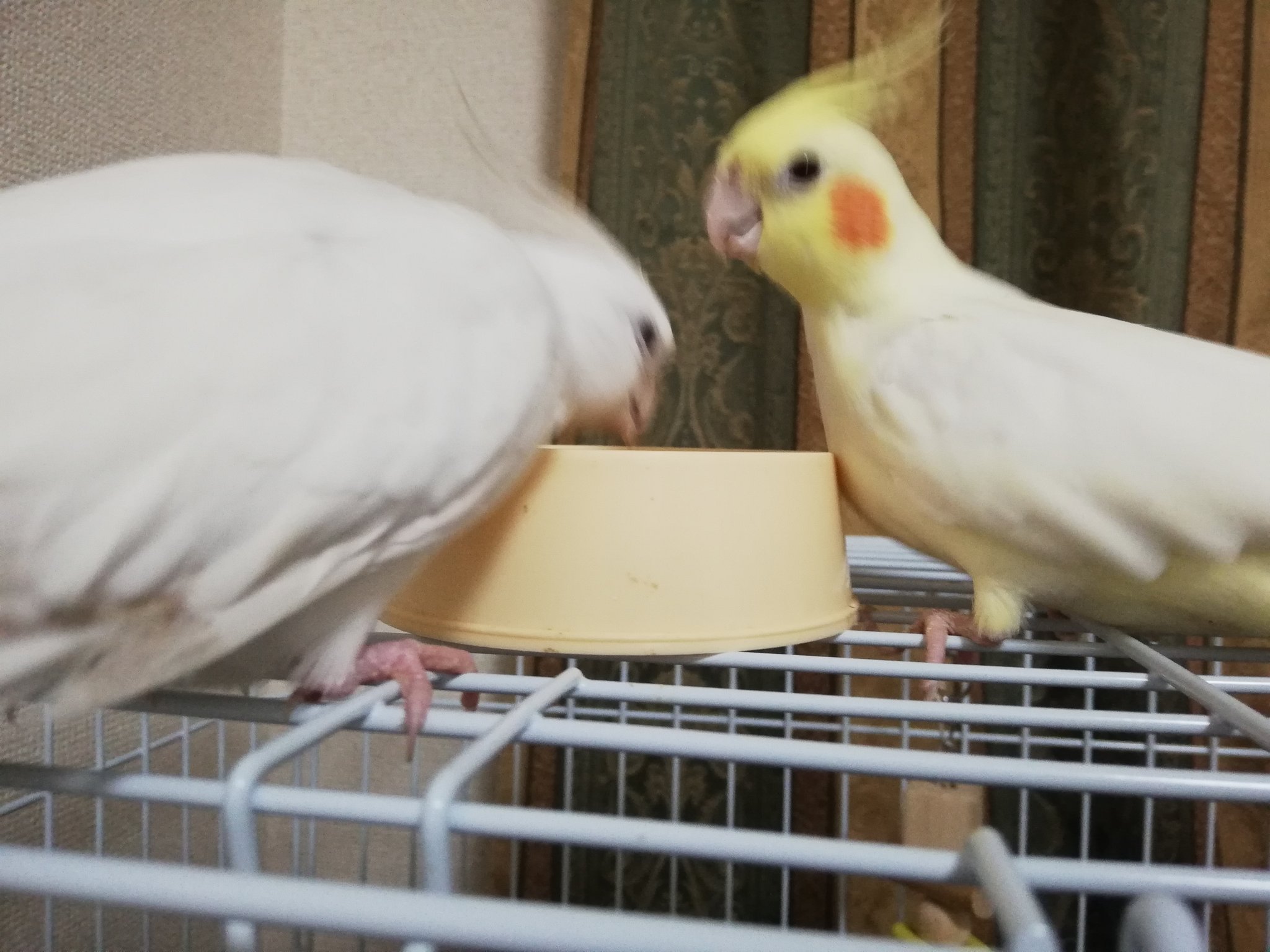 ふるぼでぃ 近所のショップにマメルリハ居た いやでもさすがにおかめちゃん達いるし な インコ オカメインコ 鳥好きさんと繋がりたい T Co Alyavqsy5u Twitter