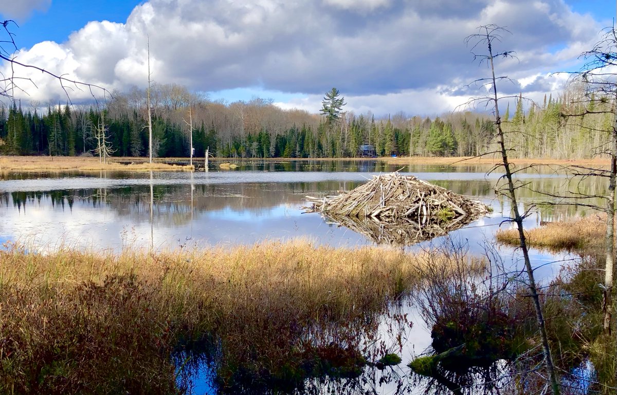 Perfect November weather for a hike in Snowdon Park! <a href="/twpmindenhills/">Minden Hills</a> #snowdonpark #myhaliburtonhiglands  #comewander #hikehaliburton <a href="/HikeOntario/">Hike Ontario</a> <a href="/TourismTrails/">Trails Tourism Ontario</a>