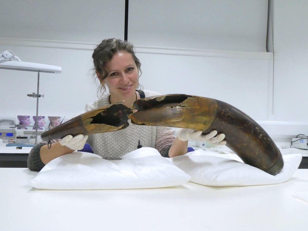 We are excited to announce our next online talk by Lydia Messerschmidt ACR on the Conservation of the James Bruce Drinking Horn.
Wednesday, 1 December 2021, 7-8pm.
Sign up here: 
icon.org.uk/events/ethnogr…