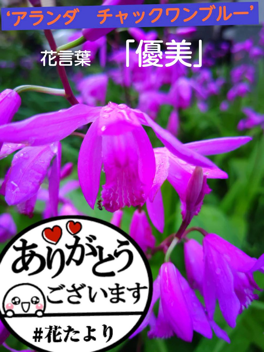 花便り Twitter Search Twitter