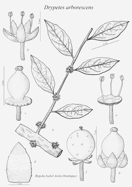ICAcademia's tweet photo. Proyecto #cursoillustraciencia Begoña Isabel Antón Domínguez - Drypetes arborescens - Ilustra Botánica  https://t.co/IzFcflWViI https://t.co/Hh1kDwe2qZ