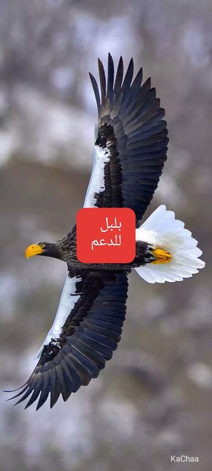 بلبل ....الحساب نشط ارد المتابعة للجميع tweet media