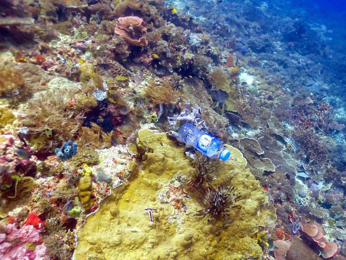 bcollective_llc's tweet photo. 🏖️ $BEACH  🏖️
If coral encounters plastic the likelihood of it becoming diseased increases from 4% - 89% a disastrous effect as coral is home to more than 25% of marine life
#ClimateAction #CleanOceans #BeachCollective #BlueCarbon #COP26 
https://t.co/PJ8wy0G2Oi https://t.co/ITXALIxJcJ