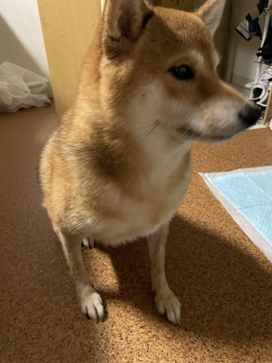 __109917's tweet photo. ⚠️拡散希望⚠️
迷子犬を保護しました！

神奈川県平塚市寺田縄のクリエイト付近で見つけました！
首輪もしていません。
吠えないし人懐っこいめちゃくちゃいい子なメスの柴犬です。

フォロワーのみなさん拡散お願いします！！！
#迷子犬 
#迷子犬と保護犬情報 
#柴犬 https://t.co/RoHbrN7gqA
