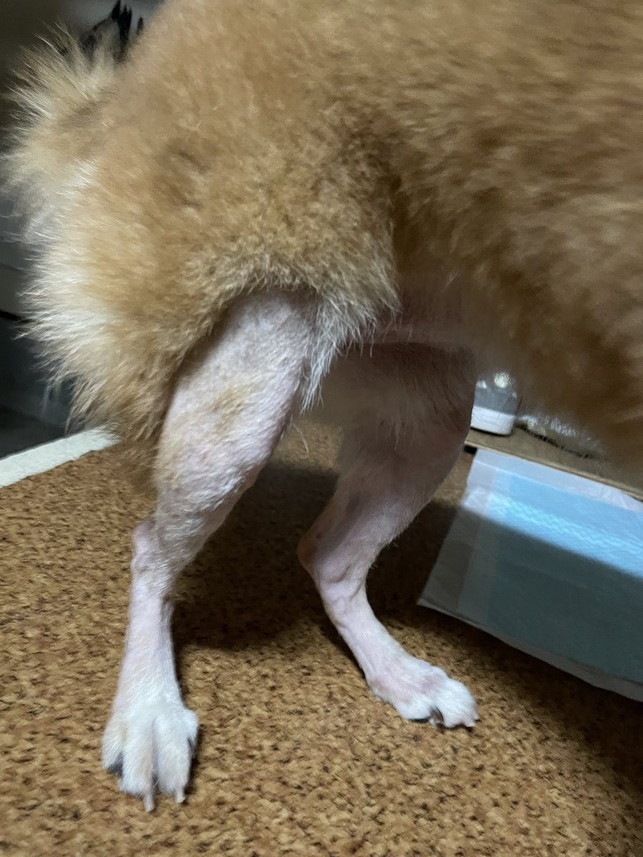 __109917's tweet photo. ⚠️拡散希望⚠️
迷子犬を保護しました！

神奈川県平塚市寺田縄のクリエイト付近で見つけました！
首輪もしていません。
吠えないし人懐っこいめちゃくちゃいい子なメスの柴犬です。

フォロワーのみなさん拡散お願いします！！！
#迷子犬 
#迷子犬と保護犬情報 
#柴犬 https://t.co/RoHbrN7gqA