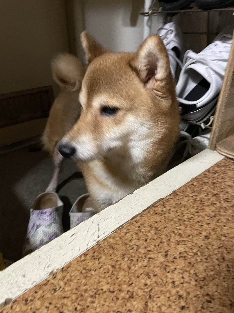 __109917's tweet photo. ⚠️拡散希望⚠️
迷子犬を保護しました！

神奈川県平塚市寺田縄のクリエイト付近で見つけました！
首輪もしていません。
吠えないし人懐っこいめちゃくちゃいい子なメスの柴犬です。

フォロワーのみなさん拡散お願いします！！！
#迷子犬 
#迷子犬と保護犬情報 
#柴犬 https://t.co/RoHbrN7gqA