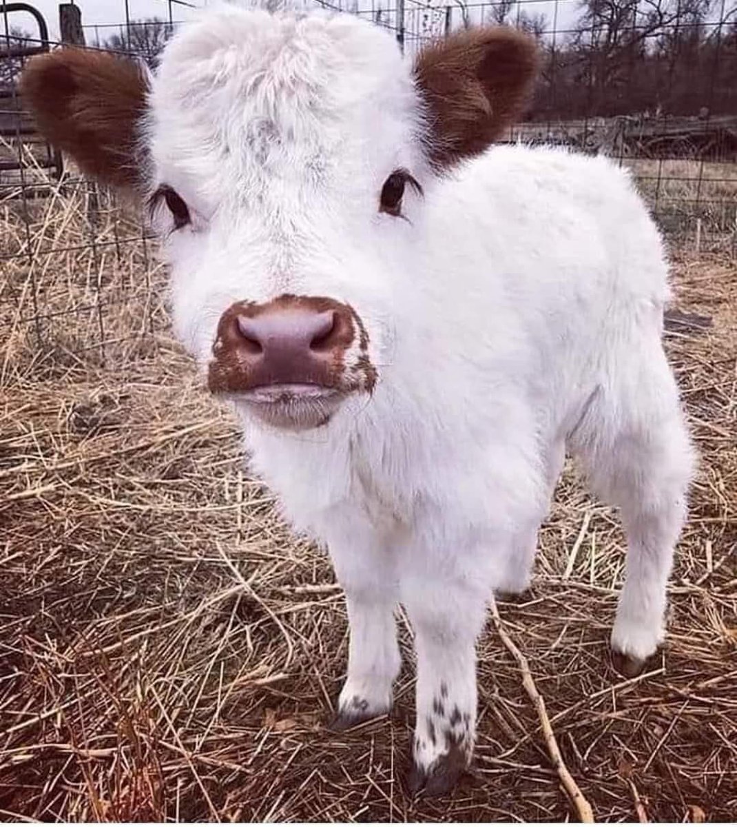 gngraysee's tweet photo. Çokokrem yerken yakalanmış gibi değil mi😅 https://t.co/xF2v7IUsyW