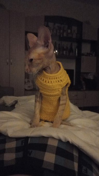 Связал коту свитерочек:)
#котик #сфинкс https://t.co/UTHlSipylF