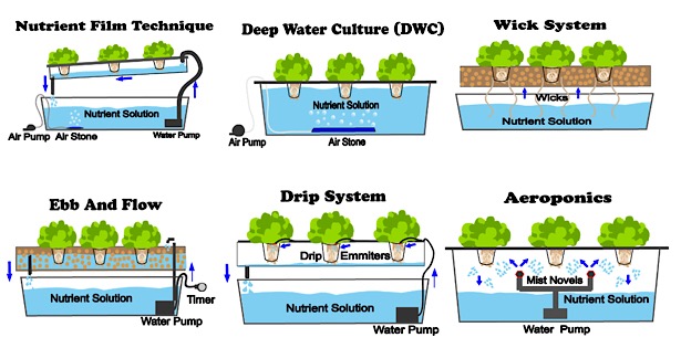 gohydroeu's tweet photo. 💡What are the types of hydroponic systems?
There are 6: Deep water culture systems, Wick systems, Nutrient film technique systems, Ebb and flow systems, Drip systems, Aeroponics.
👉More information here: https://t.co/I3ssyHnHyr
#researchproject #ictagrifood #hydroponics https://t.co/v9GfzfpDxy