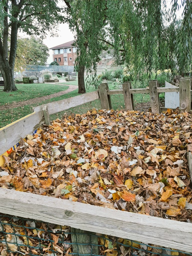 FiltonFerver's tweet image. Pic of the day: The leaves keep falling at #FiltonCommunityGarden and volunteers are clearing into leaf compost bins to provide amazing leaf mould for next years mulching.  @The_RHS #peatfree #COP26