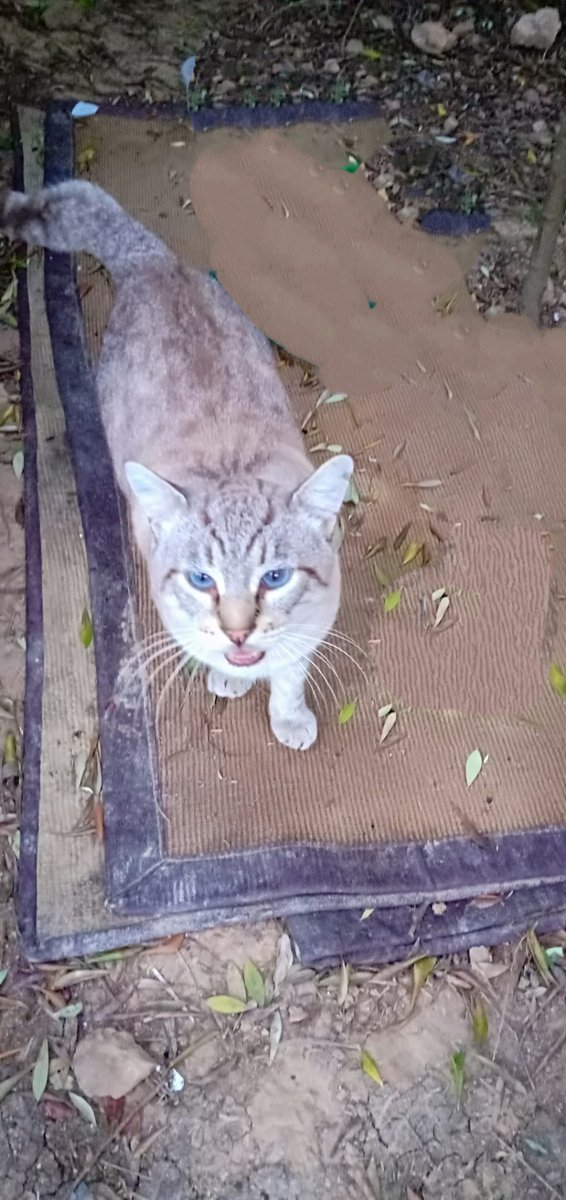 CMalugats's tweet photo. 🗣️📣 A comeeeeeer 🐈🐈🐈🐈🐈🐈🐈🐈🐈🐈🐈🐈🐈🐈

#malugats #vilanovailageltru #gatosdelacalle #coloniasfelinas https://t.co/eVK39ZtECJ