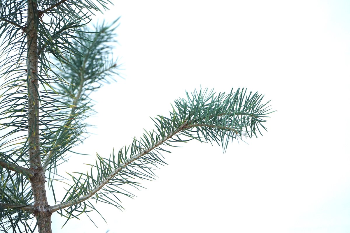 AlpineTruffle's tweet photo. Douglas fir (Pseudotsuga menziesii)-Oregon Black Truffle (Leucangium carthusianum) project. 2021.
#alpinetruffle #trufflecultivation #Leucangiumcarthusianum #oregonblacktruffle #douglasfir https://t.co/hXQ8vYeoMW
