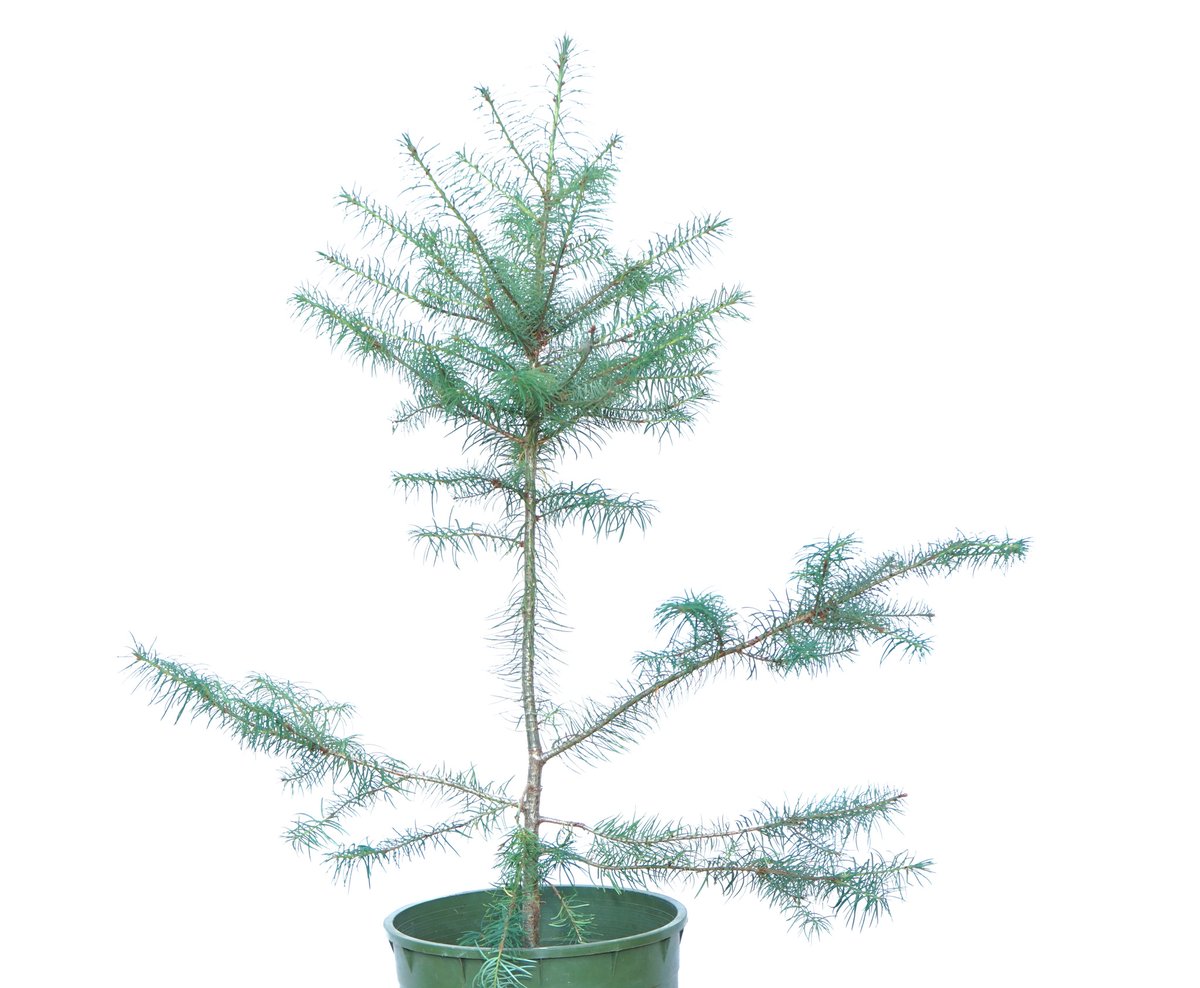 AlpineTruffle's tweet photo. Douglas fir (Pseudotsuga menziesii)-Oregon Black Truffle (Leucangium carthusianum) project. 2021.
#alpinetruffle #trufflecultivation #Leucangiumcarthusianum #oregonblacktruffle #douglasfir https://t.co/hXQ8vYeoMW