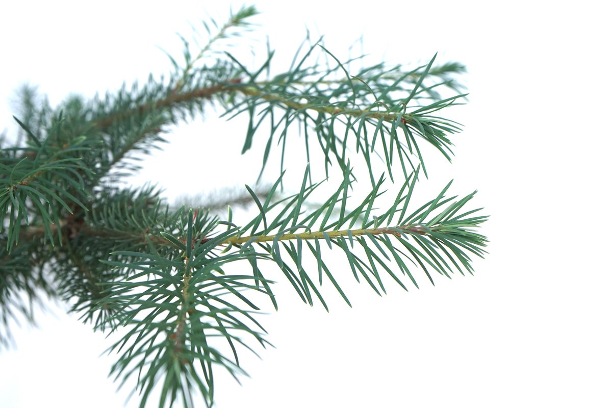 AlpineTruffle's tweet photo. Douglas fir (Pseudotsuga menziesii)-Oregon Black Truffle (Leucangium carthusianum) project. 2021.
#alpinetruffle #trufflecultivation #Leucangiumcarthusianum #oregonblacktruffle #douglasfir https://t.co/hXQ8vYeoMW