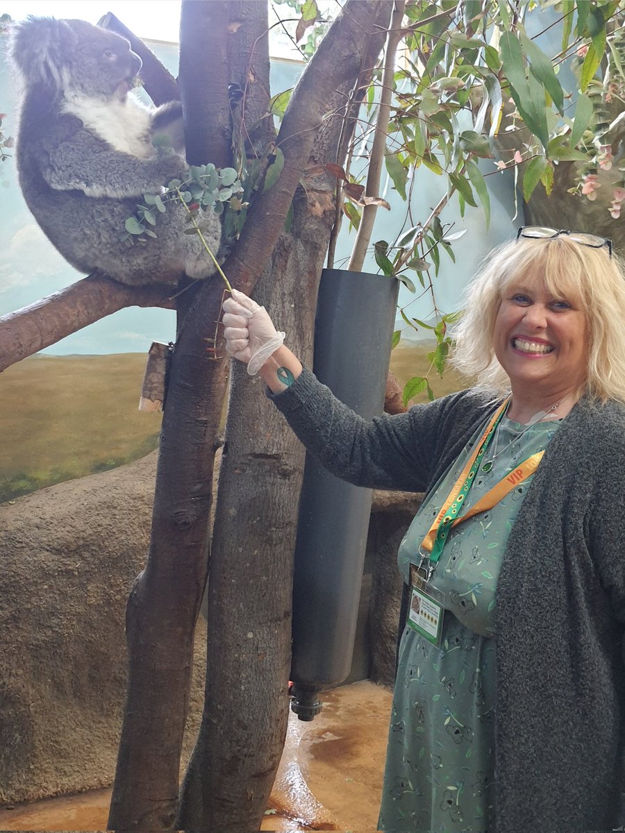 SupremeDevizes's tweet photo. My #vip visit with Violet this year after 4 months in hospital.  🐨 #ilovekoalas https://t.co/zXzxO4SCNn