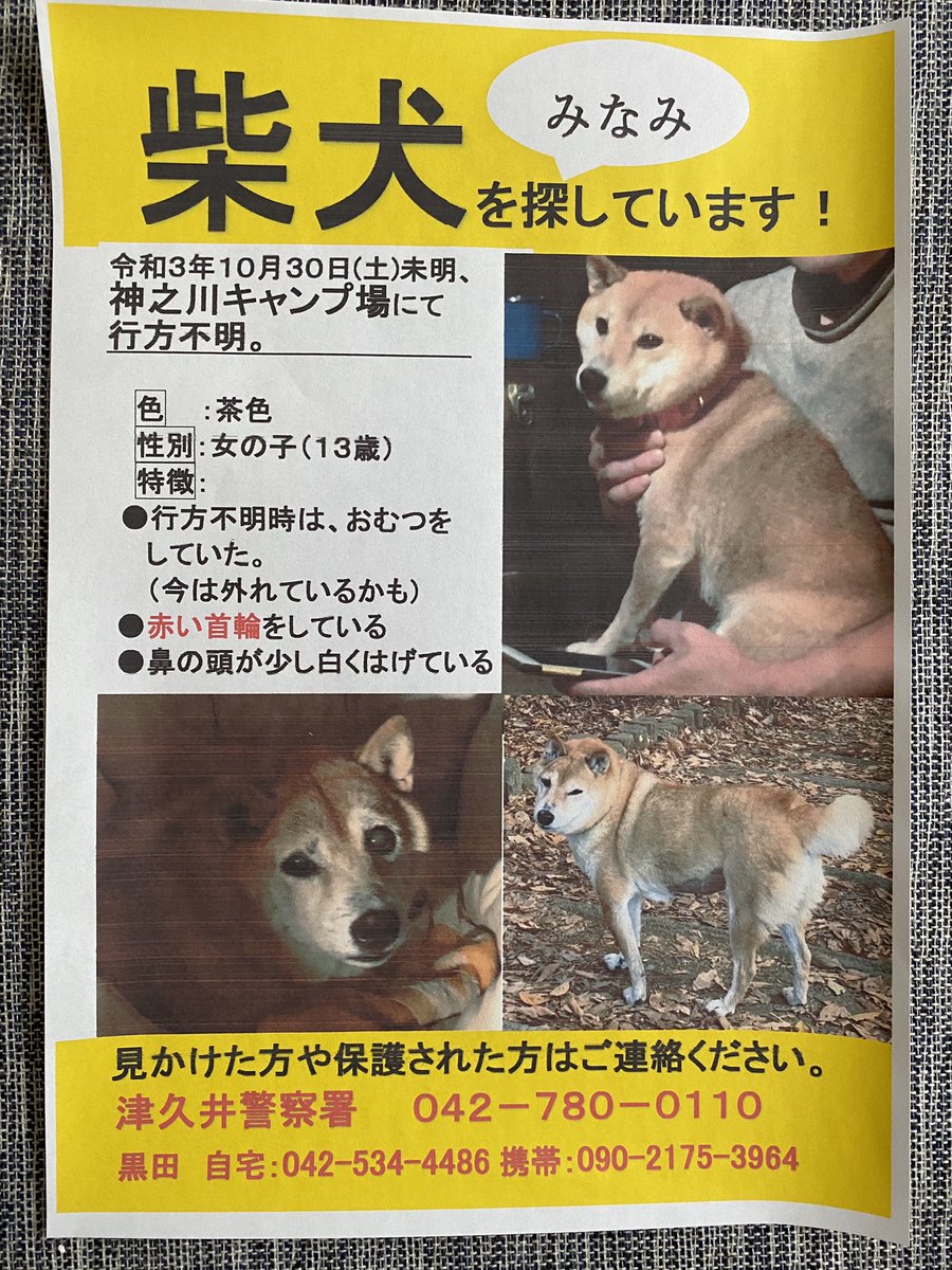 Chage_47's tweet photo. @keiR1000 @zx636_sb 10/29から神之川キャンプ場にて愛犬が迷子になってしまい、未だに帰ってきておりません。
目撃されたワンちゃんの特徴を教えていただいてもよろしいでしょうか。 https://t.co/SYRZEy6Xuo