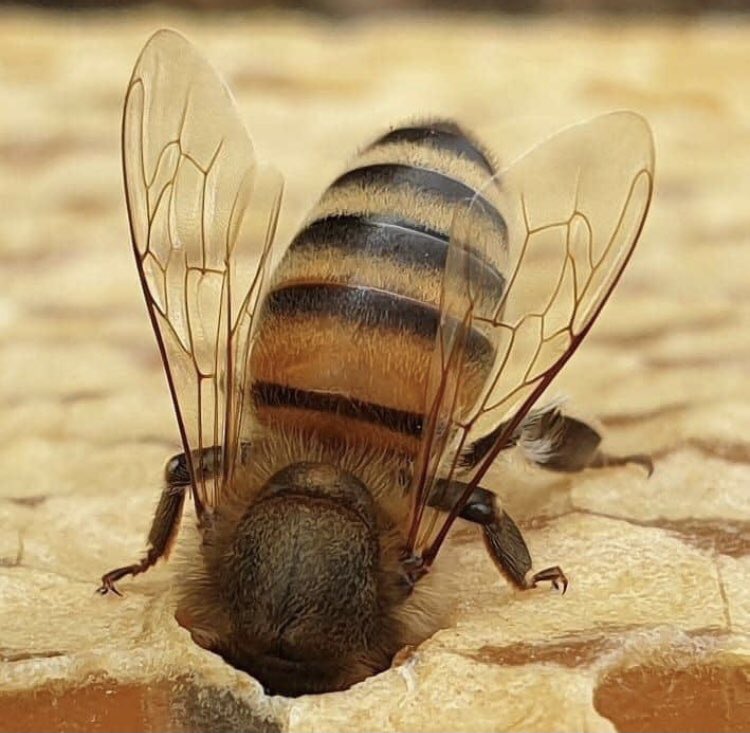 #beautiful #bee #abeilles #miel #honey #savethebees 🐝