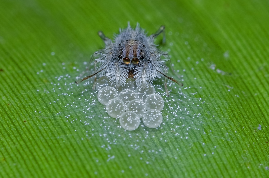 The minuscule Neobrettus Jumping Spiders are renowned egg thieves, who steal and eat eggs from other jumping spiders, sometimes of their own kind as well. #PhotoOfTheWeek captured by #SaevusGalleryMember Souvick Mukherjee in Kolkata.