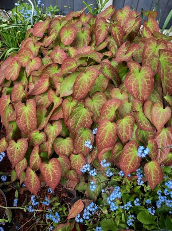 Day 5 #AlphabettyBlooms 
E for Euphorbia Black Pearl 🖤
Euphorbia Bonfire ❤🧡
Euphorbia Humpty Dumpty 💚
Epimedium rubrum ❤
from my garden 💚