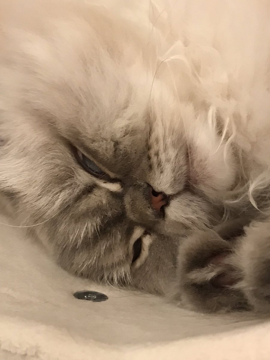 _umimori_'s tweet photo. ぬるぬるっと　顔を上げた猫
#猫好きさんと繋がりたい https://t.co/fHlfX8QpVZ