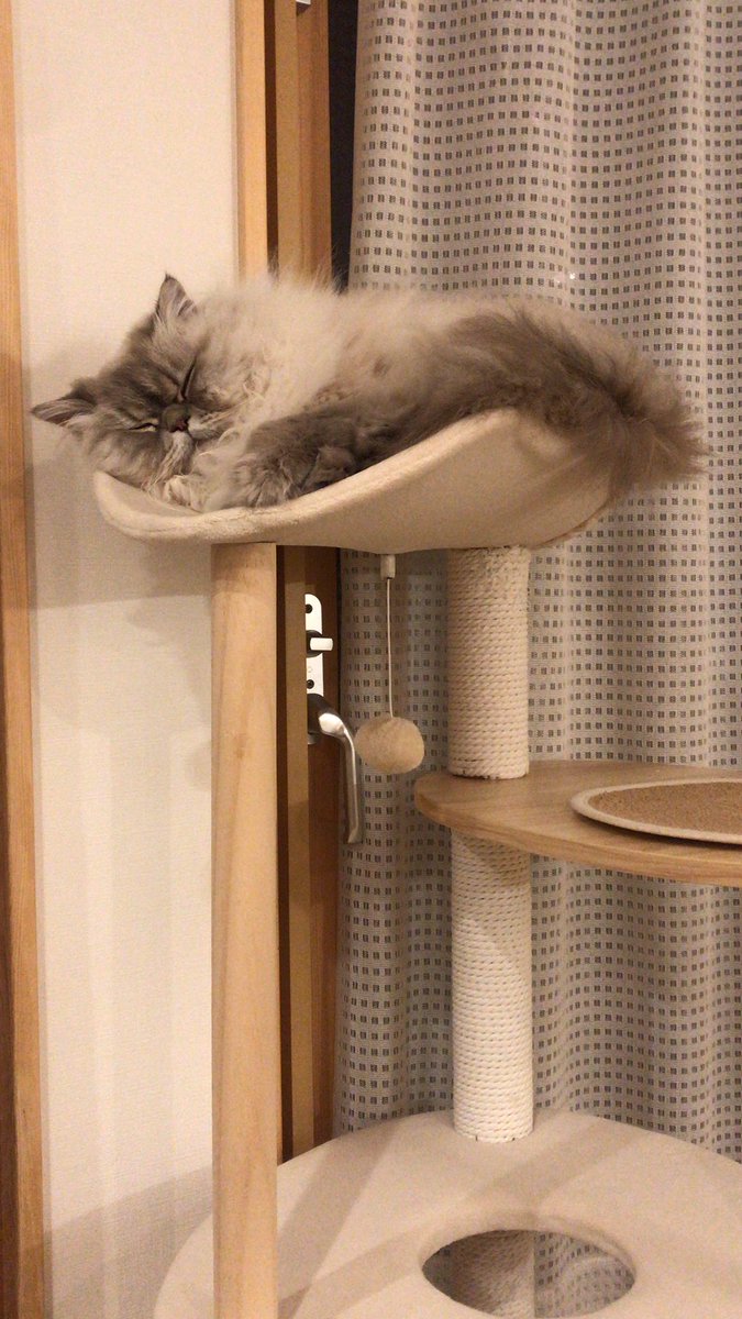 _umimori_'s tweet photo. ぬるぬるっと　顔を上げた猫
#猫好きさんと繋がりたい https://t.co/fHlfX8QpVZ
