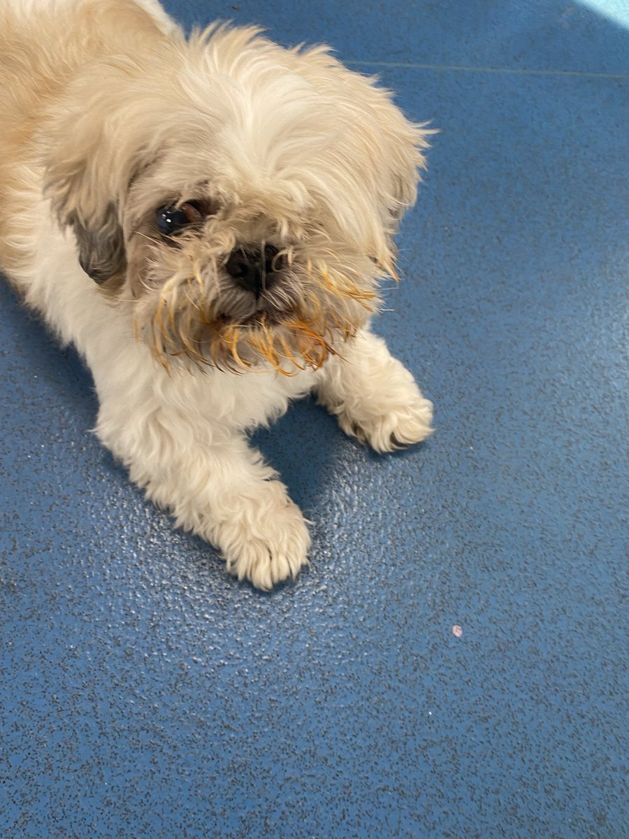 springfieldpru's tweet photo. Spaghetti Bolognese was on the menu at #sprSESKU on Friday. Even #sprgizmo loved it! #sprBTEC #sprfood https://t.co/OLs8GVd8dY