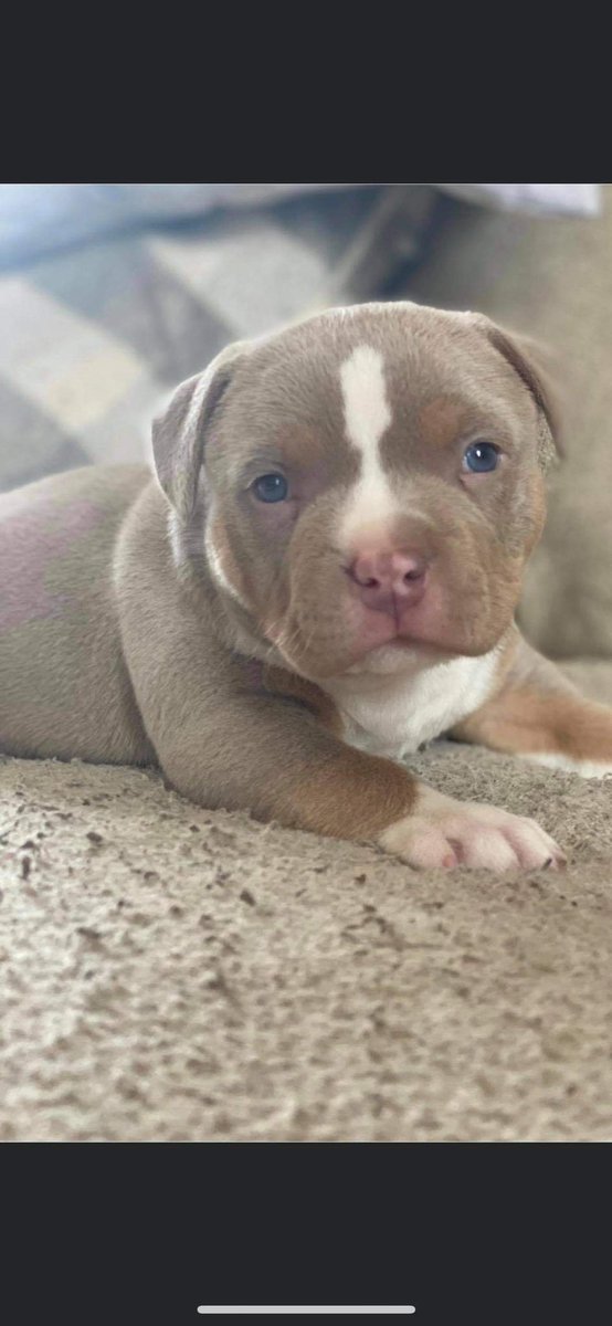SkubbaV's tweet photo. DBK TUNECHI #Americanbully #tribully https://t.co/yb2LcVv8oe