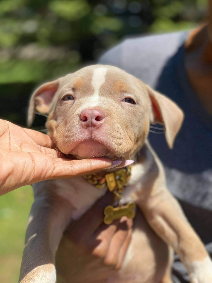SkubbaV's tweet photo. DBK TUNECHI #Americanbully #tribully https://t.co/yb2LcVv8oe