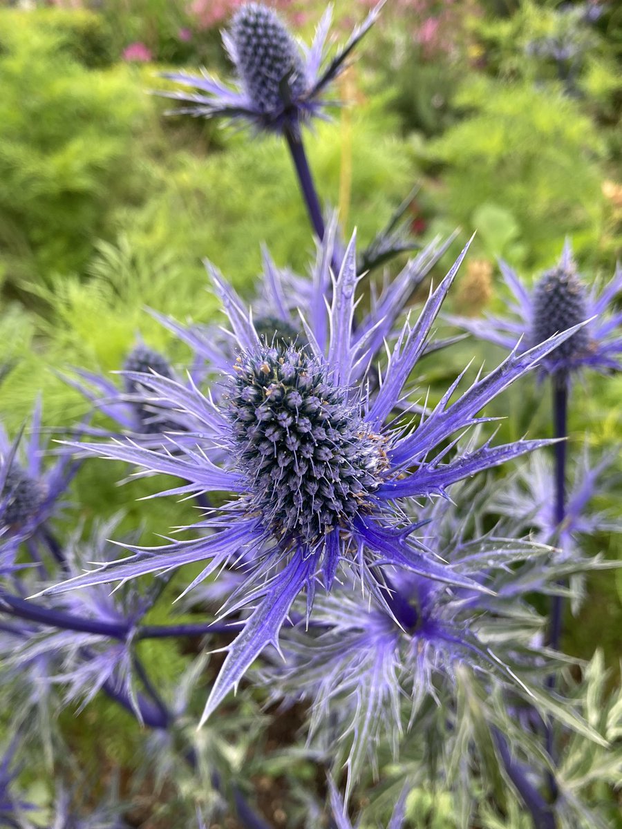 Eryngium for today’s #AlphabettyBlooms another plant for  the 🐝🐝🐝