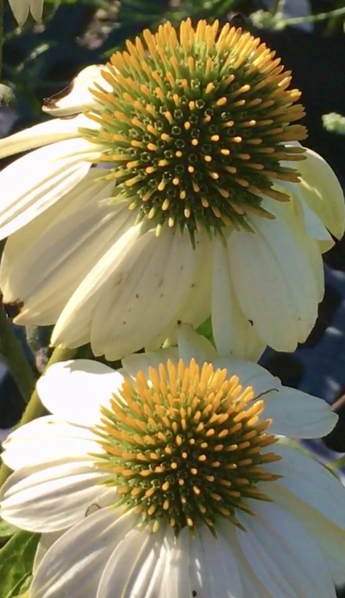 #AlphabettyBlooms  ‘E’ is for Echinacea #Gardening #Flowers