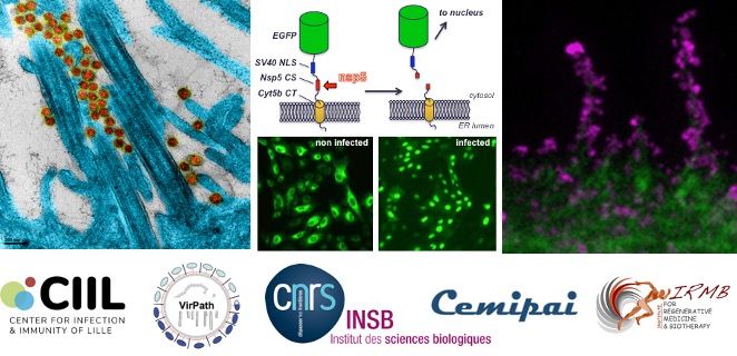 VirPath's tweet photo. @VirPath est une des équipes fondatrices de #ViroCrib, une infrastructure partagée de criblage de molécules antivirales, créée par l'#INSB du @CNRS pour mieux se préparer face aux futurs virus pathogènes émergents ou ré-émergents pouvant entraîner des crises sanitaires mondiales https://t.co/pFj0DOlnVF