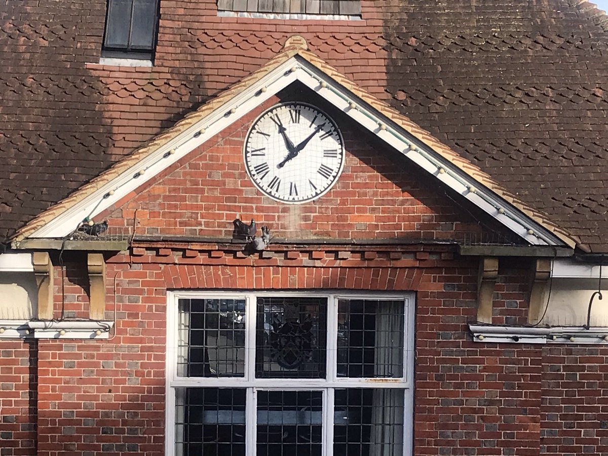 GeorgiaAnglais's tweet photo. @HaslemereFire please try and help the pigeon caught in the webbing at the back of Haslemere Town Hall. She’s been there since yesterday and still alive. Tried other ways but think you’re the best hope! https://t.co/1FJDF6rC6V