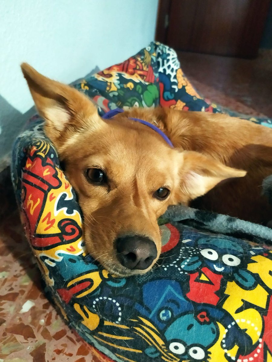 PinpointLearner's tweet photo. @20dpercepcion Tokio. Mestiza pura raza. Suelta millones de pelos. Tiene las orejas de un elfo doméstico. De vez en cuando hace bailecitos a dos patas. Es extremadamente dramática y cuando alguien a quien quiere llega a casa parece que la estén matando, pero de alegría. Perrosíntesis a diario. https://t.co/eqS1C9dPOg
